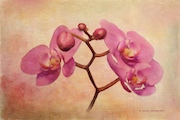 Pink orchid thumbnail